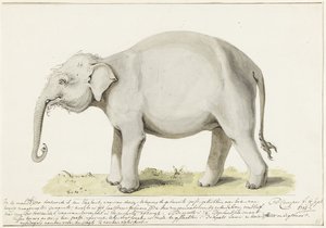 Stående elefant, til venstre af Petrus Camper