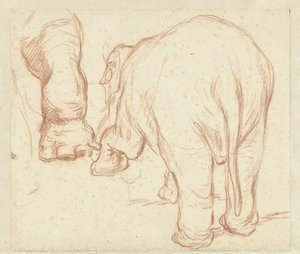 Stående elefant, bagfra og et ben af Petrus Camper