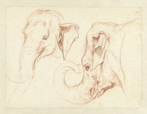 To skitser af en elefants hoved af Petrus Camper