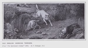 Old English Working Terriers (litho) af Philip (after) Reinagle