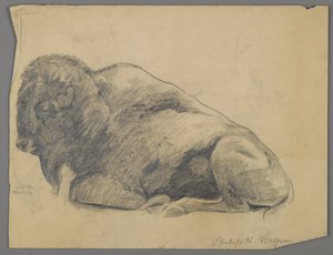 Bison (grafit på papir) af Philip H. Wolfrom
