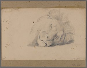 Hoved af en sovende løve (grafit på papir fastgjort til vinduesmåtten) af Philip H. Wolfrom