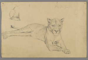 Siddende løvinde (grafit på papir) af Philip H. Wolfrom