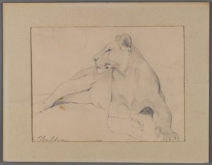 Siddende løvinde (grafit på papir fastgjort til vinduesmåtten) af Philip H. Wolfrom
