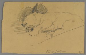 Sovende isbjørn (grafit på papir) af Philip H. Wolfrom