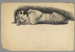 Sovende tiger (kul på papir) af Philip H. Wolfrom