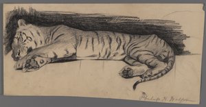 Sovende tiger (kul på papir) af Philip H. Wolfrom