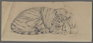 Sovende tiger (grafit på papir)