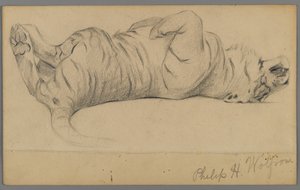 Sovende tiger (grafit på papir) af Philip H. Wolfrom