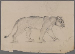 Stridende løvinde (grafit på papir) af Philip H. Wolfrom