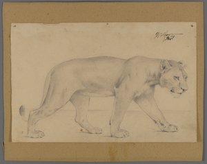 Striding løvinde (grafit på papir monteret på pap) af Philip H. Wolfrom