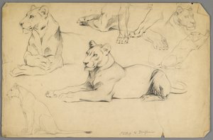 Studier af en løvinde (grafit og trækul på papir) af Philip H. Wolfrom