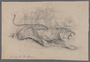 Tiger i landskab (grafit på papir) af Philip H. Wolfrom