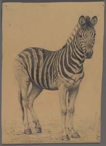 Zebra (grafit på papir) af Philip H. Wolfrom