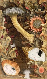 Snake Locked Anemones, plade III fra 