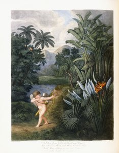 Og så guddommelige Linnaeus, ca. 1796-1807
