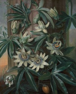The Blue Passion Flower, for Robert John Thorntons Temple of Flora (London, 1799-1812) af Philip Reinagle
