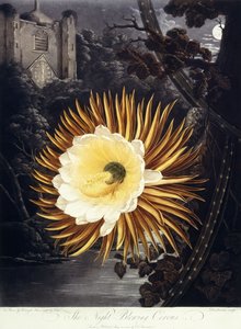 The Night Blowing Cereus, 1800