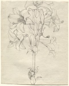 En stilk af liljer med seks blomster af Philipp Otto Runge