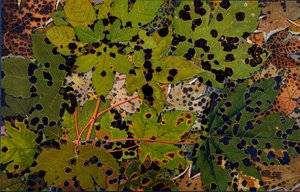 Acer pseudoplatanus: Sycamore angrebet af den sorte svamp Rhytisma acerinum, 1907-09 (fotogravure)