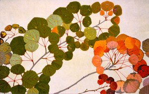 Populus tremula, eller europæisk asp, 1907-09 (fotogravure)