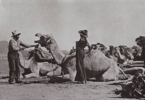 Kamelhold med ansvarlige aboriginals leverer afsidesliggende poster i det centrale Australien (s/h-billede)