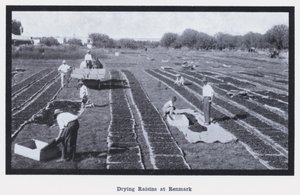 Tørring af rosiner i Renmark (s/h foto) af Photographer Australian