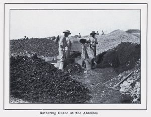 Indsamling af guano i Abrolhos (s/h-foto)