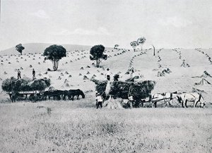 Høst, New South Wales, ca. 1900, fra `Under the Southern Cross - Glimpses of Australia