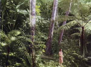 Queensland, Australien: Tropical Jungle (foto)