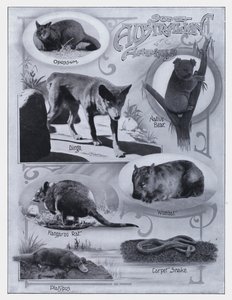 Nogle australske dyr (s/h-billede) af Photographer Australian