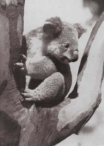 Den unikke koala eller indfødte bjørn (s/h foto) af Photographer Australian