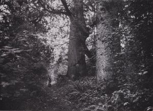 Forest Giants, Stanley Park, Vancouver (s/h-billede) af Photographer Canadian