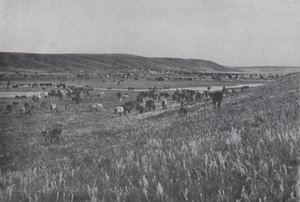 Range Cattle on the Rolling Uplands of Alberta (s/h foto)