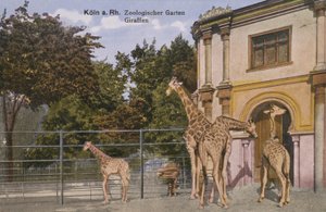 Kölns zoologiske have, giraffer (foto) af Photographer German