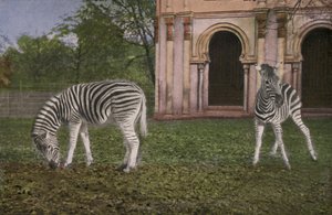 Köln Zoo, Zebraer (foto) af Photographer German