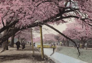 Japan, ca. 1912: Cherry Blossom ved Koganei, nær Tokyo (foto) af Photographer Japanese