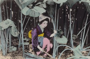 Japan, ca. 1912: Enorme mose-rabarber, vild plante, Akita (foto) af Photographer Japanese