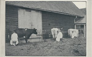 Malkende køer, 1910