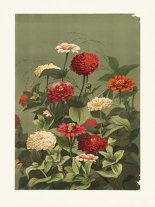 Zinniaer af Ellen Thayer Fisher af Pictufy
