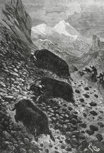 Moskusokser, træsnit af Edouard Riou (1833-1900) af Blaise Nicolas Le Sueur