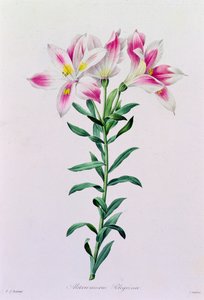 Alstroemeria Peregrina (farvet gravering) af Pierre Joseph Redouté
