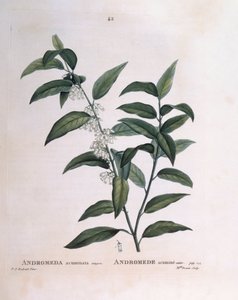 Andromeda acuminata Henry Louis Duhamel du Monceau, botanisk plade af Pierre Joseph Redouté af Pierre Joseph Redouté