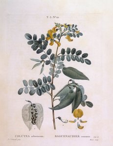 Blære Senna (Colutea arborescence), Henry Louis Duhamel du Monceau, botanisk plade af Pierre Joseph Redouté af Pierre Joseph Redouté