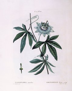 Blå passionsblomst (Passiflora caerulea), Henry Louis Duhamel du Monceau, botanisk tallerken af ​​Pierre Joseph Redouté af Pierre Joseph Redouté