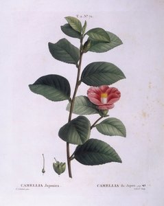 Camellia (Camellia japonica), Henry Louis Duhamel du Monceau, botanisk plade af Pierre Joseph Redouté af Pierre Joseph Redouté