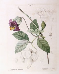 Cup and Saucer Vine (Cobaea scandens), Henry Louis Duhamel du Monceau, botanisk tallerken af ​​Pierre Joseph Redouté af Pierre Joseph Redouté