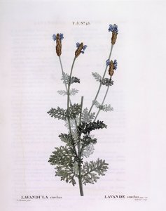 Fransk lavendel (Lavandula stoechas), Henry Louis Duhamel du Monceau, botanisk plade af Pierre Joseph Redouté af Pierre Joseph Redouté