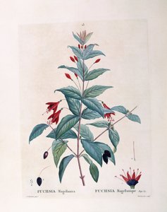 Fuchsia (Fuchsia magellanica), Henry Louis Duhamel du Monceau, botanisk plade af Pierre Joseph Redouté af Pierre Joseph Redouté