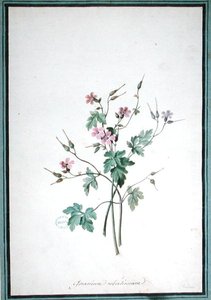 Geranium Robertianum (akvarel) af Pierre Joseph Redouté